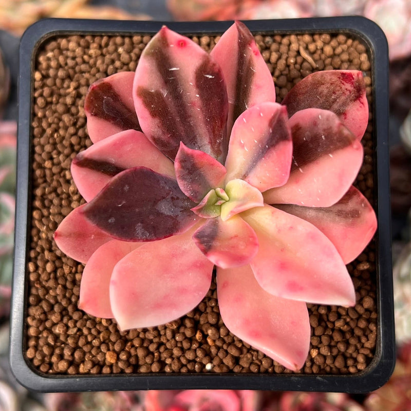 ebay succulent plants Echeveria 'Hanaikada' Variegated 1"-2" Succulent Plant