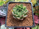 Echeveria 'Primavera' 1"-2" Succulent Plant