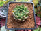 Echeveria 'Primavera' 1"-2" Succulent Plant