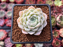 Echeveria 'Hughmillus' 2" Succulent Plant