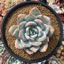 Echeveria 'Ivory' 5" Powdery Succulent Plant