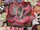 Echeveria 'Kattelra' Variegated 4" Rare Succulent Plant