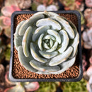 Echeveria 'Snow Shower' 2" Succulent Plant