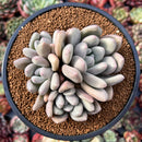 Echeveria 'Valentine' 4" Cluster Succulent Plant