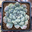 Echeveria 'Hearts Choice' 2" Succulent Plant