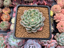 Echeveria 'Chocotop' New Hybrid 2" Succulent Plant