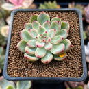Echeveria 'Cherry Blossom' 1" Succulent Plant