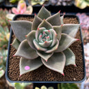 Echeveria Agavoides 'Jade Star' 2"-3" Succulent Plant
