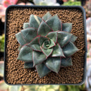 Echeveria 'Monocerotis' 2" Succulent Plant