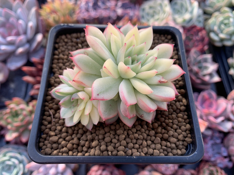 mebina succulent Echeveria 'Mebina' Variegated 2" Succulent Plant – True Succulents Plant Co