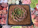 Echeveria 'Shani' 1" Succulent Plant