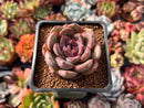 Echeveria 'Mirine' 1" Succulent Plant