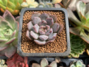 Echeveria 'Honky' 1" New Hybrid Succulent Plant