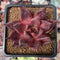 Echeveria Agavoides 'Romeo' 2" Succulent Plant