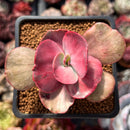 Echeveria 'Suyon Frill' Variegated 2" Succulent Plant