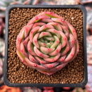 Echeveria 'Snow Angel' 1"-2" Succulent Plant