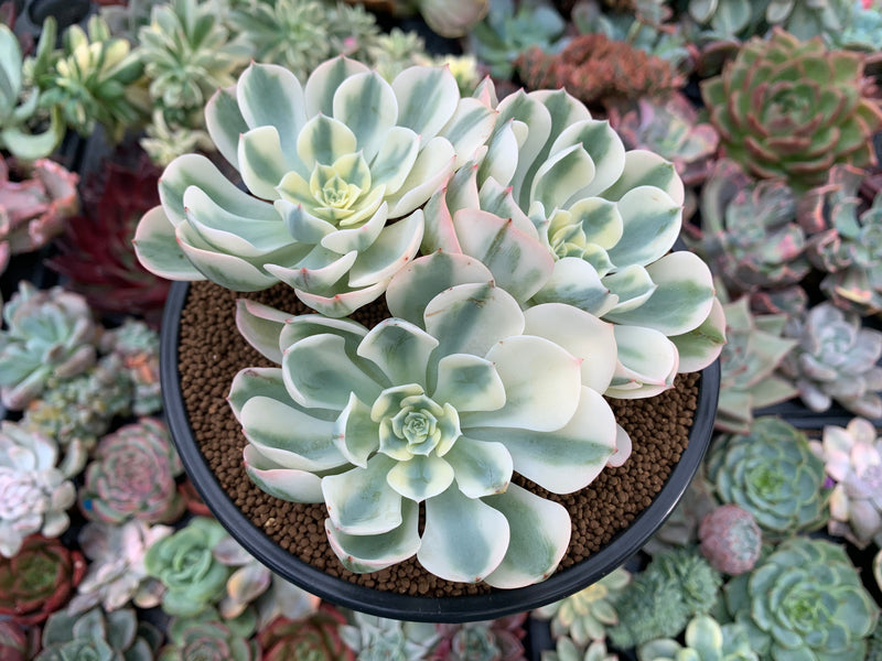 Echeveria 'Compton Carousel' Variegated 4" Cluster Succulent Plant  True  Succulents Plant Co.