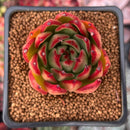 Echeveria Agavoides 'Ebony' 2"-3" Succulent Plant