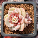Echeveria 'Red Velvet' 1" Cluster Succulent Plant