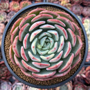 Echeveria 'Hongye' 4"-5" Large Succulent Plant