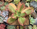 Echeveria 'Jyulia' Variegated 4" Succulent Plant
