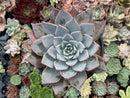 Echeveria 'Cuspidata v. Parrasensis' 4"-5" Succulent Plant