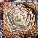 Echeveria 'Lilacina' Marble Variegated 4" Succulent Plant