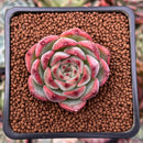 Echeveria 'Estrella' 1" Succulent Plant