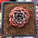 Echeveria Agavoides 'Black tip' 1" Small Succulent Plant