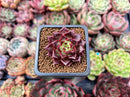 Echeveria Agavoides 'Superbell' 1" Small New Hybrid Succulent Plant