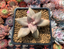 Echeveria 'Xichuensis' 2"-3" Succulent Plant
