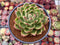 Echeveria Agavoides 'Jillian' Variegated 4" Succulent Plant