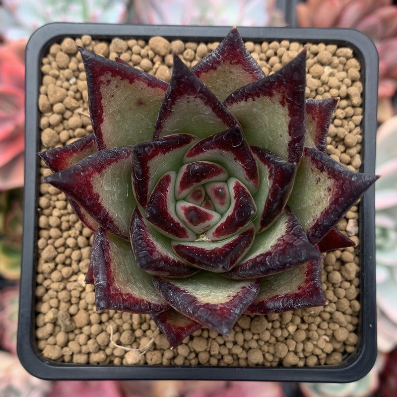 super rare succulents Echeveria Agavoides 'Ebony' Super Clone 3"-4" Succulent Plant – True  Succulents Plant Co