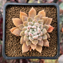 Echeveria 'Hayalobi' 2" Succulent Plant