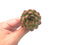 Echeveria 'Ball' 2" Rare Succulent Plant