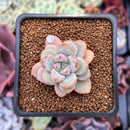 Echeveria 'Demiang' 1" Air Magic Hybrid Succulent Plant