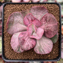 Echeveria 'Suyon Frill' Variegated 2" Succulent Plant