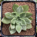 Echeveria Agavoides 'Ron Evans' Variegated Succulent Plant