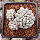 Echeveria 'Pearl Bean' 1" Cluster New Hybrid Powdery Succulent Plant