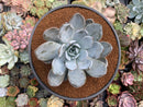 Echeveria 'Cream Sun' 5" (Not E. Ivory) Powdery Succulent Plant