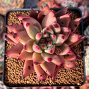 Echeveria Agavoides 'Sirus' 3" Succulent Plant