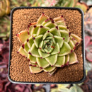 Echeveria Agavoides 'Sarabony' 2"-3" Succulent Plant