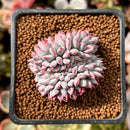 Echeveria 'Boa' Crested 1" New Hybrid Succulent Plant