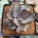 Echeveria 'Purple Suyon' 2" Succulent Plant