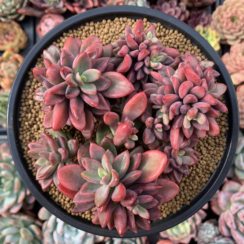 Echeveria 'Rezry' 6