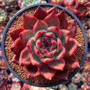 Echeveria Agavoides 'Amestro' 4" Succulent Plant