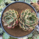 Echeveria Agavoides 'Shallot' 5"-6" Double Headed Succulent Plant
