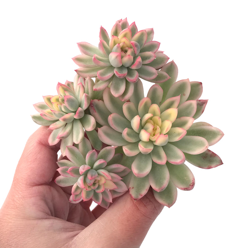 mebina succulent Echeveria 'Mebina' Variegated Cluster 4" Succulent Plant – True Succulents Plant Co
