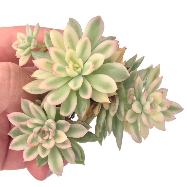 Echeveria 'Mebina' Variegated Cluster 3" Succulent Plant