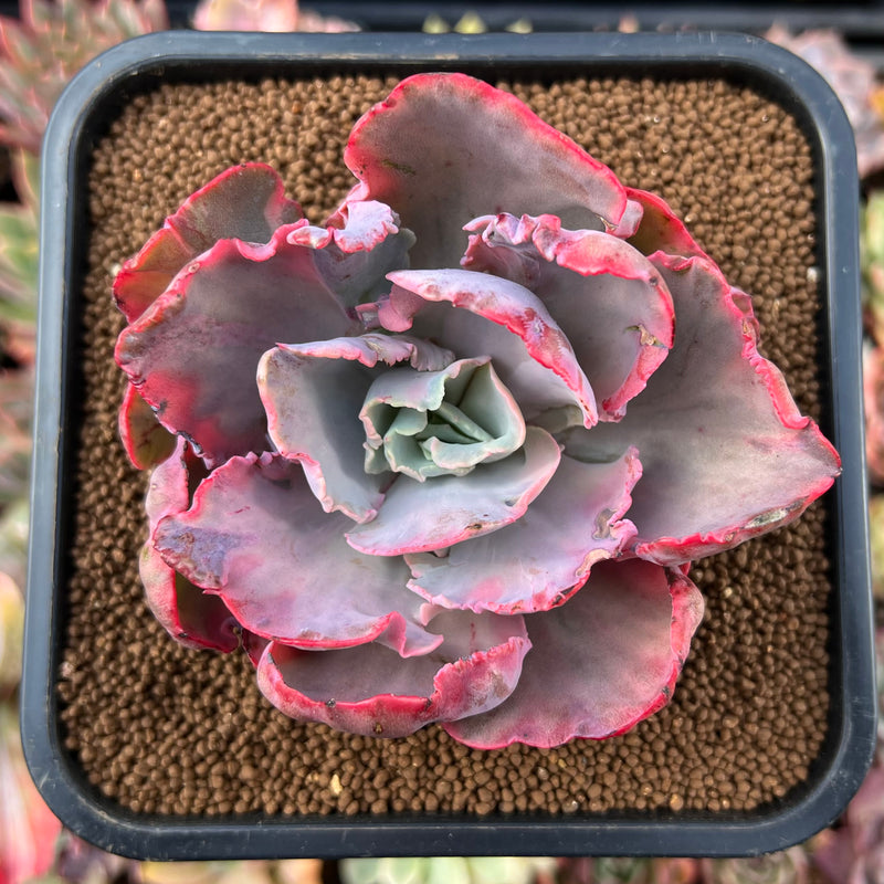 chantilly succulent Echeveria 'Chantilly' Mutation Variegated 3" Succulent Plant – True Succulents  Plant Co
